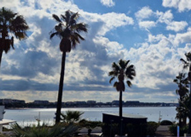 MIPTV-Palm-Trees-News Thumbnail.jpg